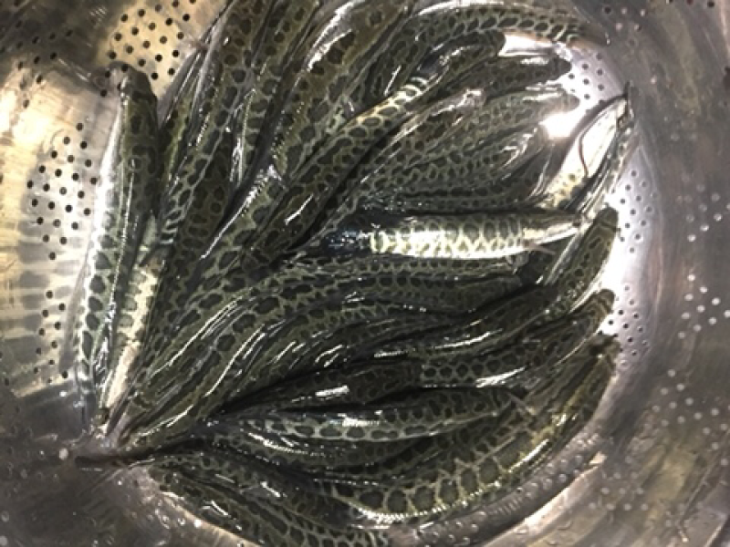 黑鱼苗，杂交黑鱼苗现货供应