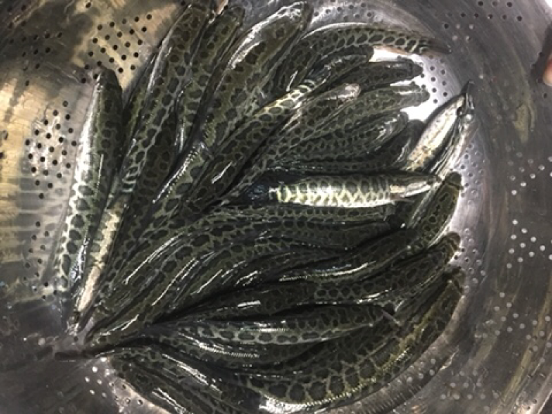 黑鱼苗，杂交黑鱼苗现货供应