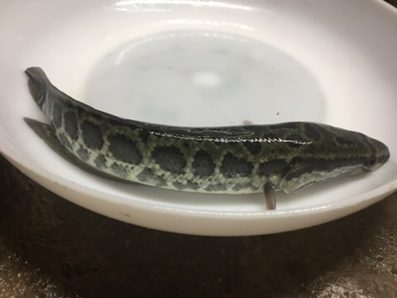 黑鱼苗，杂交黑鱼苗现货供应