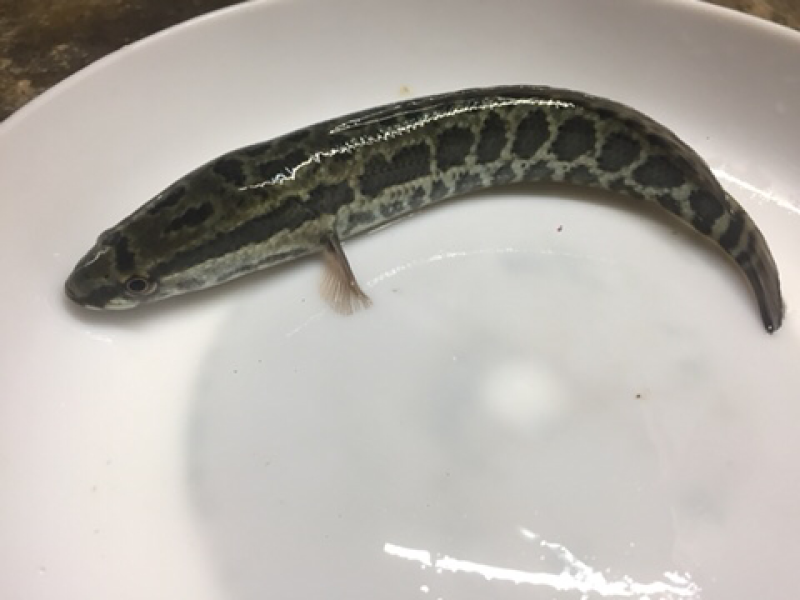 黑鱼苗，杂交黑鱼苗现货供应