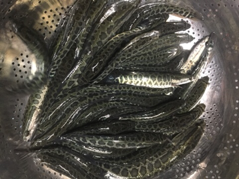 黑鱼苗，杂交黑鱼苗现货供应