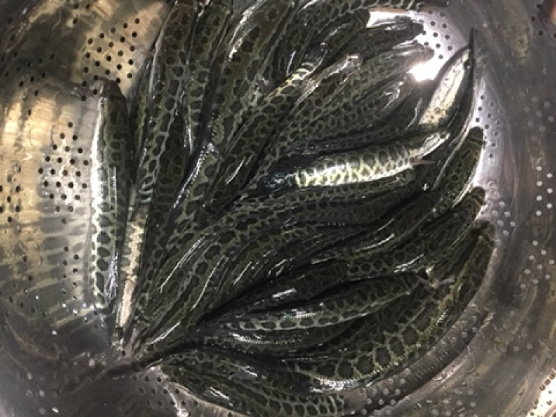 黑鱼苗，杂交黑鱼苗现货供应