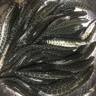 黑鱼苗，杂交黑鱼苗现货供应
