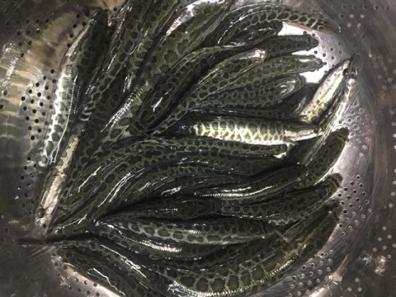 黑鱼苗，杂交黑鱼苗现货供应