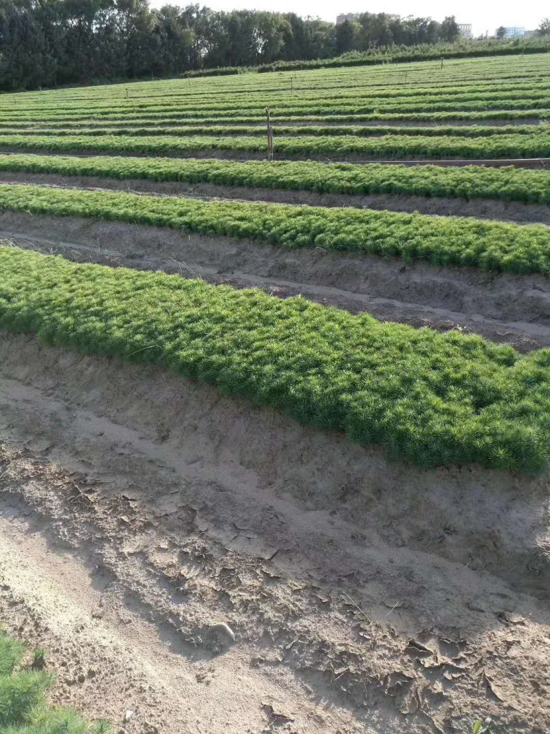 樟子松