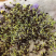荆芥种子荆芥籽包发芽免费技术指导大货批发