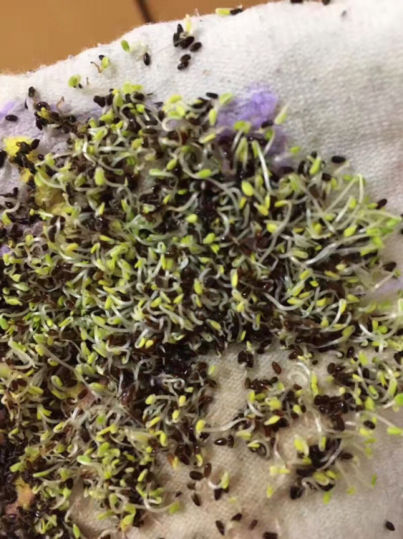 荆芥种子荆芥籽包发芽免费技术指导大货批发
