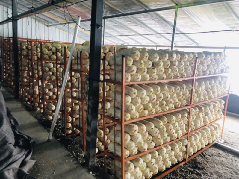 平菇菌棒木耳菌棒