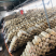 平菇菌棒木耳菌棒