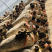 平菇菌棒木耳菌棒
