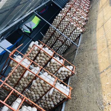 平菇菌棒木耳菌棒