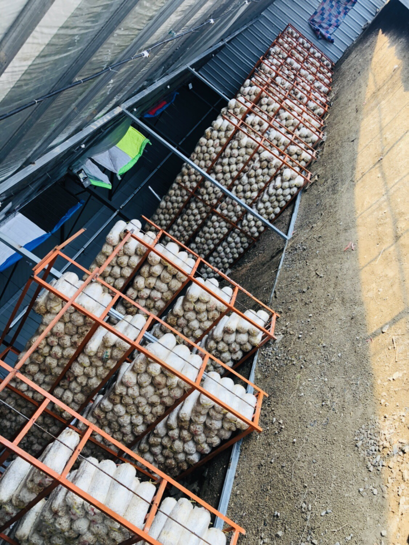 平菇菌棒木耳菌棒