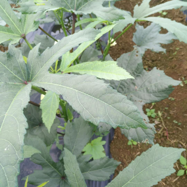 秋葵鲜嫩出炉需要的呼我