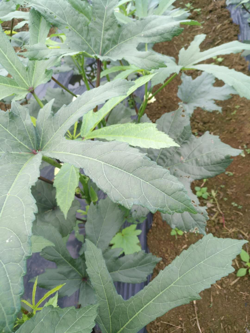 秋葵鲜嫩出炉需要的呼我