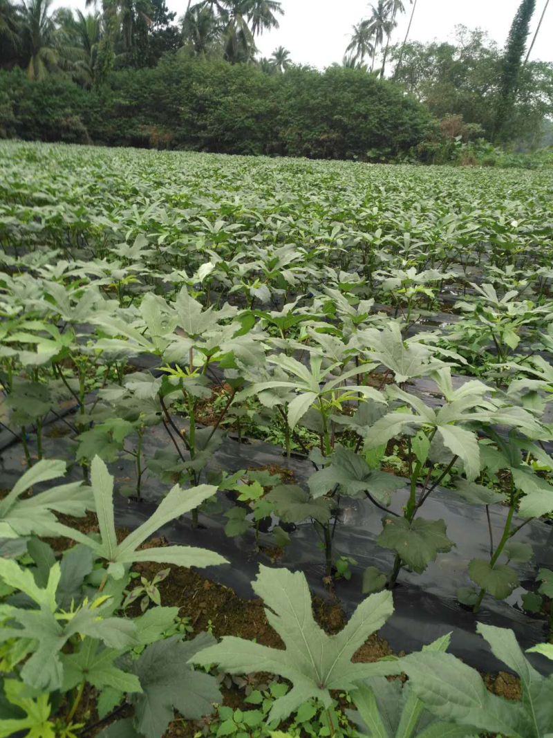 秋葵鲜嫩出炉需要的呼我