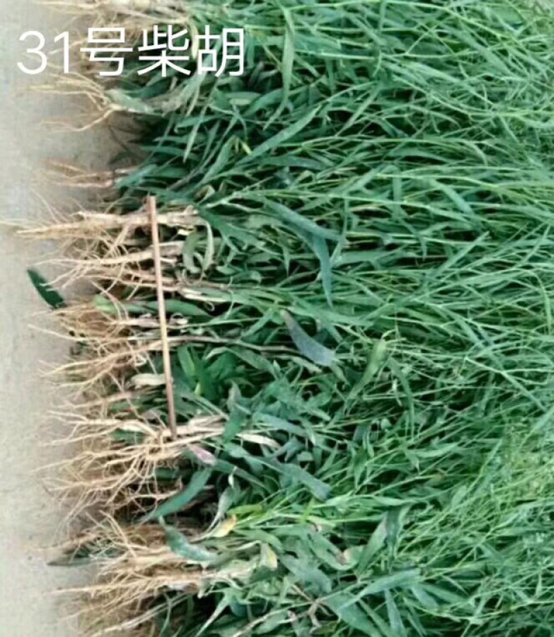 日本三岛柴胡籽统货包发芽包回收免费技术指导批发