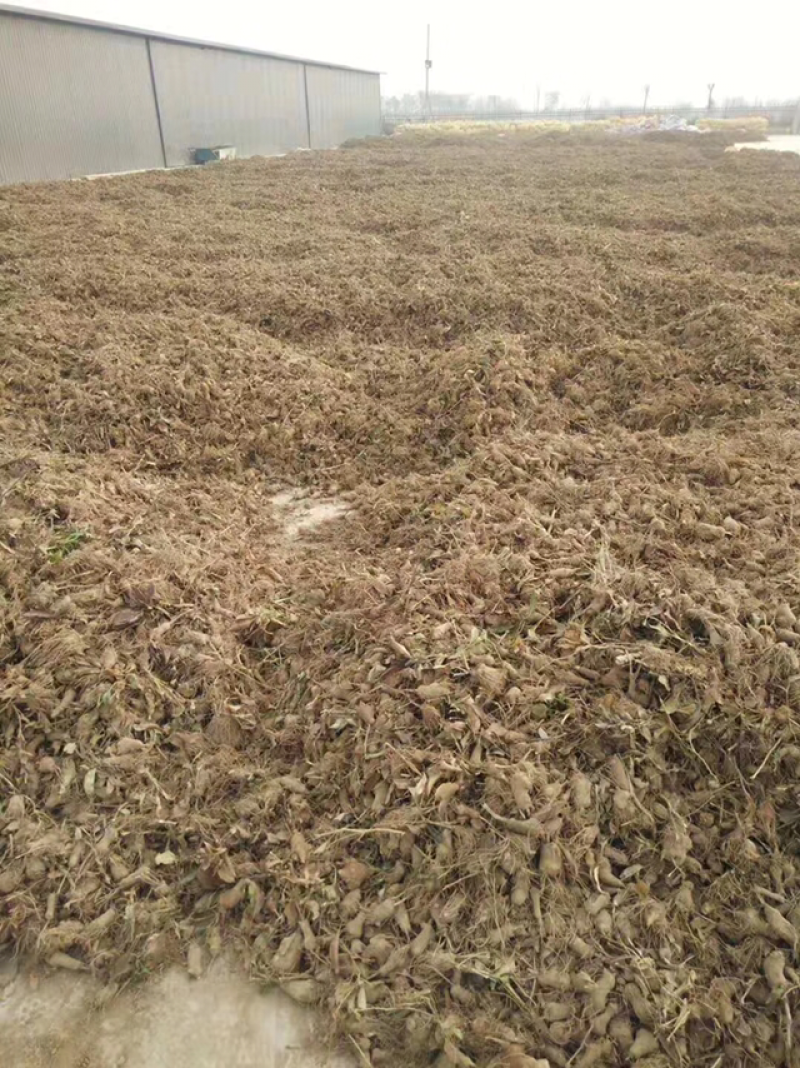 白术苗子河北安国地道纯改良白术芽大货批发