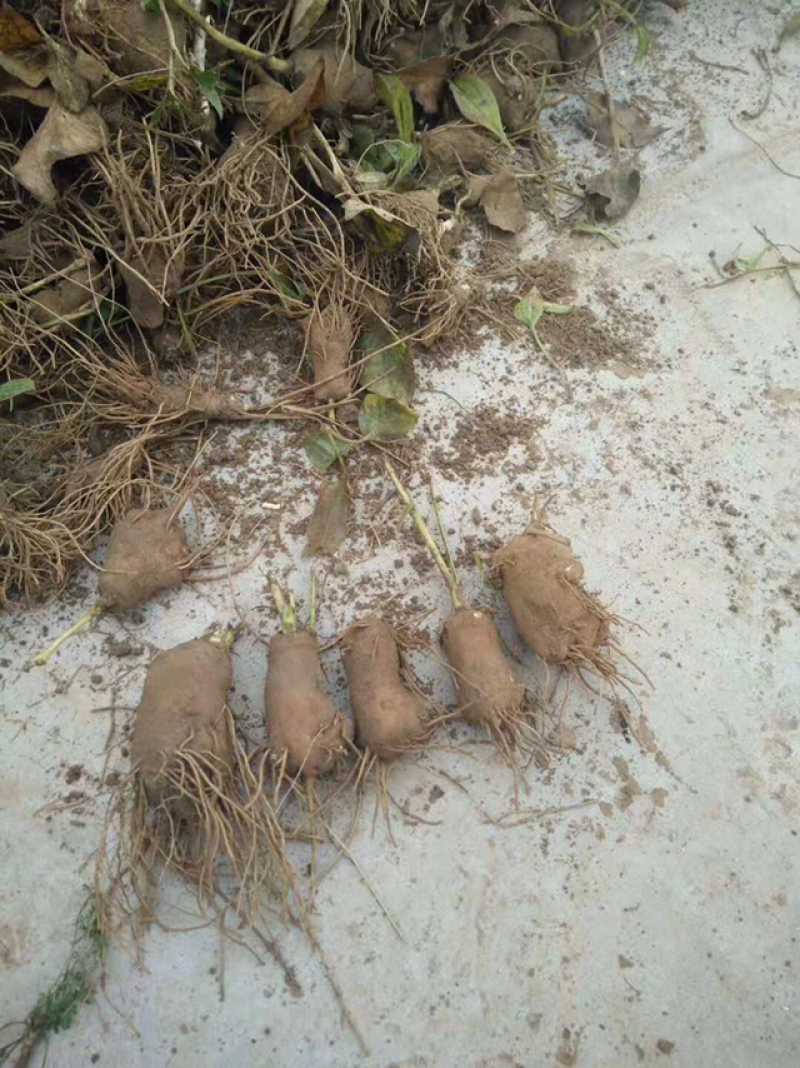 白术苗子河北安国地道纯改良白术芽大货批发
