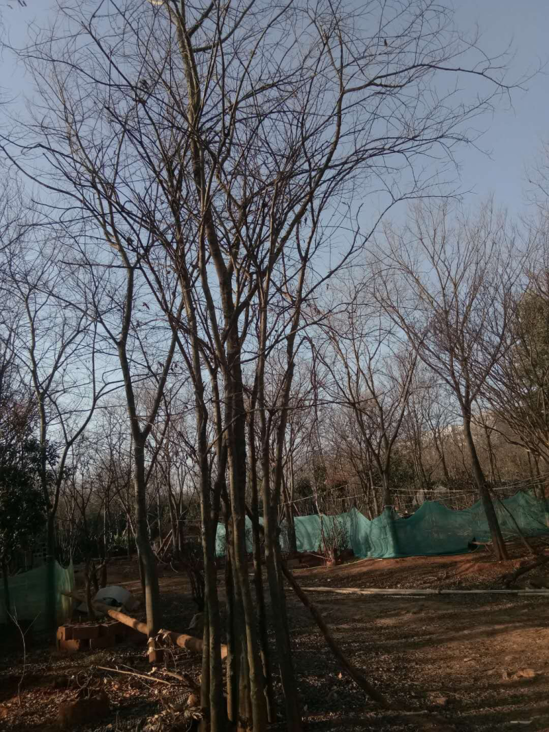 丛生滇朴
