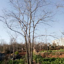 丛生滇朴