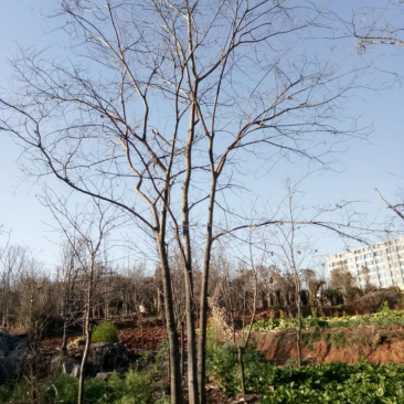 丛生滇朴
