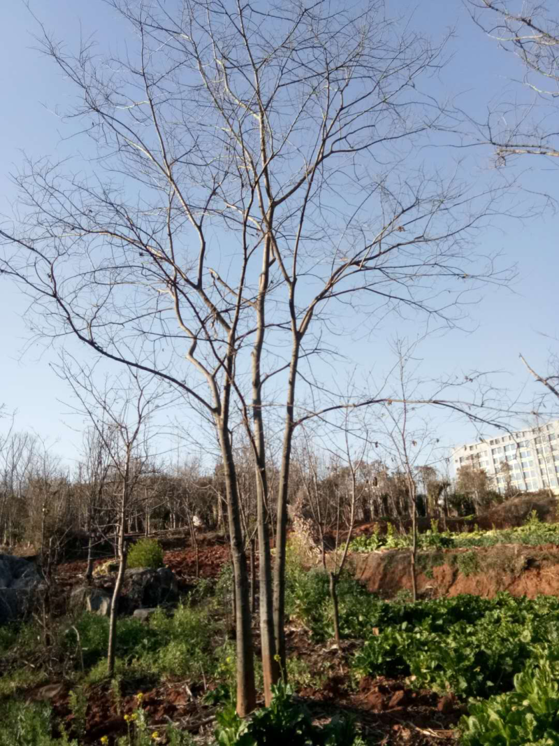 丛生滇朴