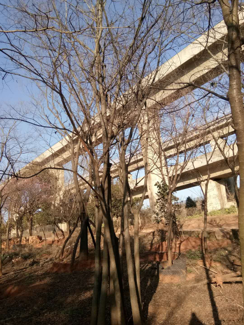 丛生滇朴