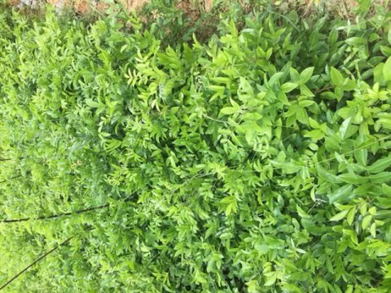 牛大力种苗，高产苗，提供种植技术，包回收
