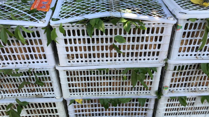 牛大力种苗，高产苗，提供种植技术，包回收