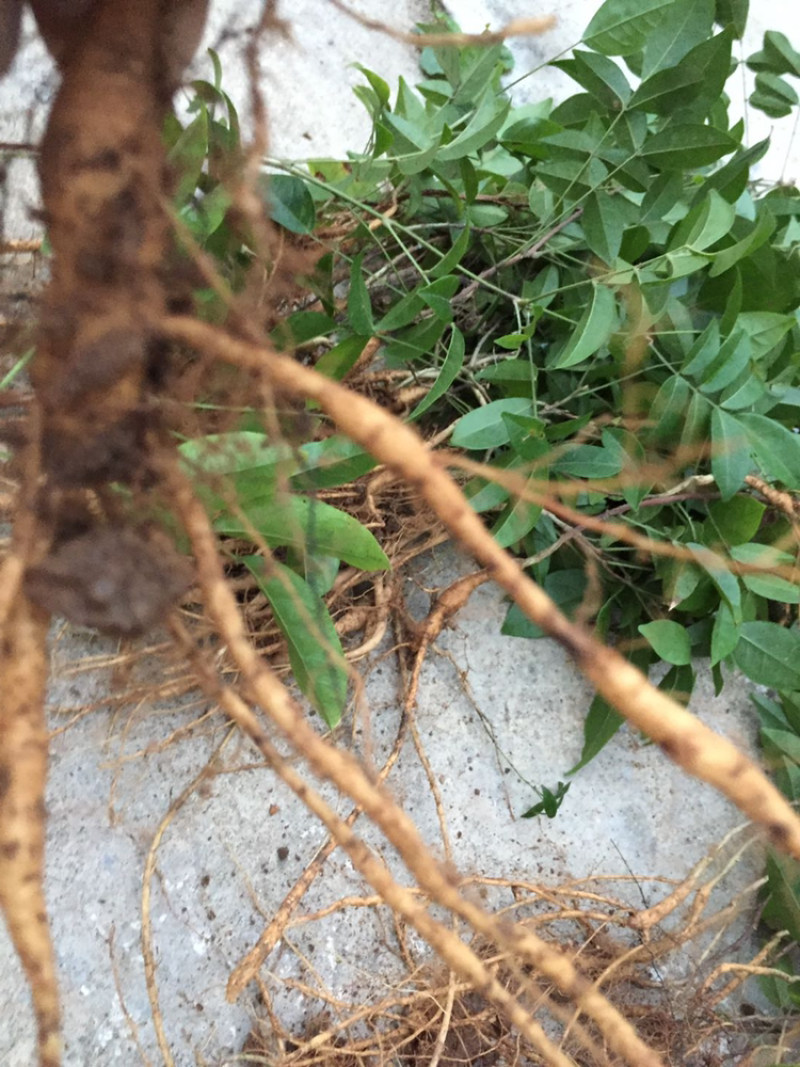 牛大力种苗，高产苗，提供种植技术，包回收