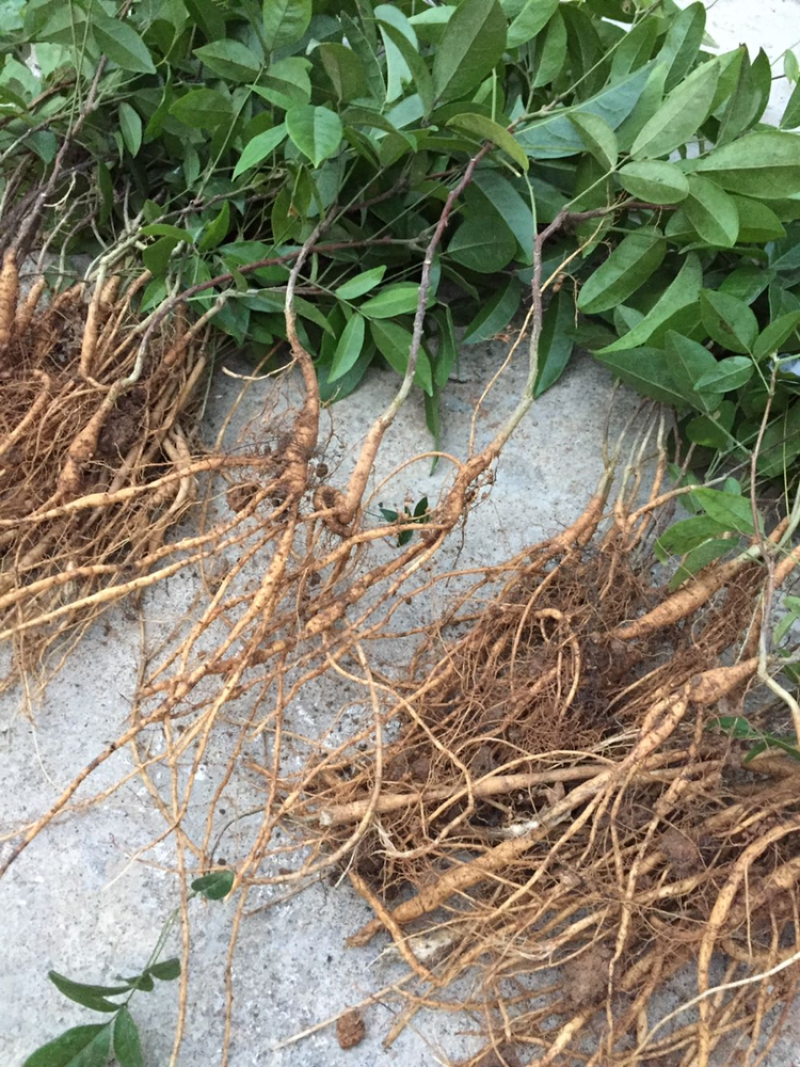 牛大力种苗，高产苗，提供种植技术，包回收