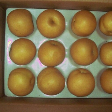 梨300~350g纸袋