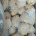 荷兰十五土豆2两以上装箱套网
