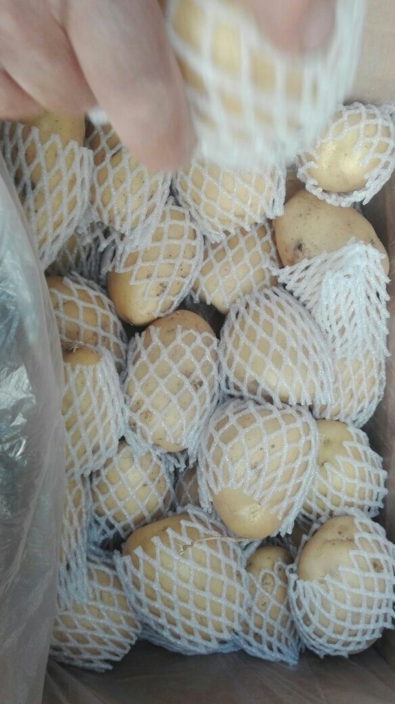 荷兰十五土豆2两以上装箱套网
