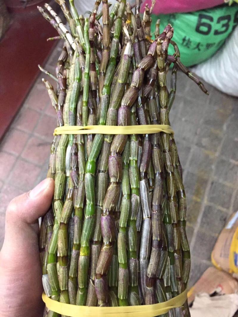 铁皮石斛