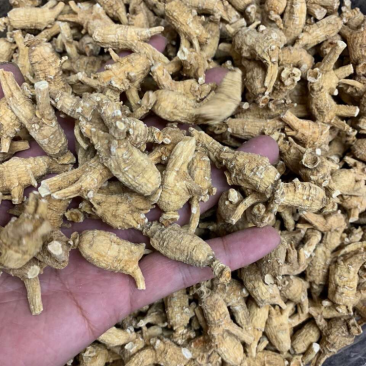 加拿大花旗参