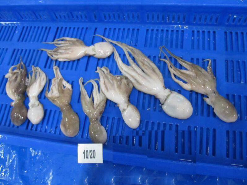 海虾，扒皮鱼、龙虾等产品