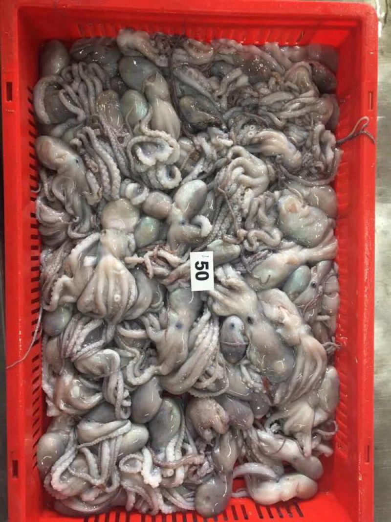 海虾，扒皮鱼、龙虾等产品