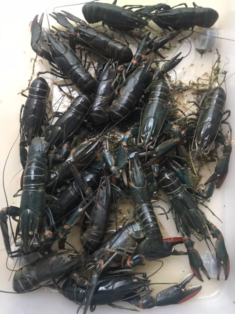 海虾，扒皮鱼、龙虾等产品