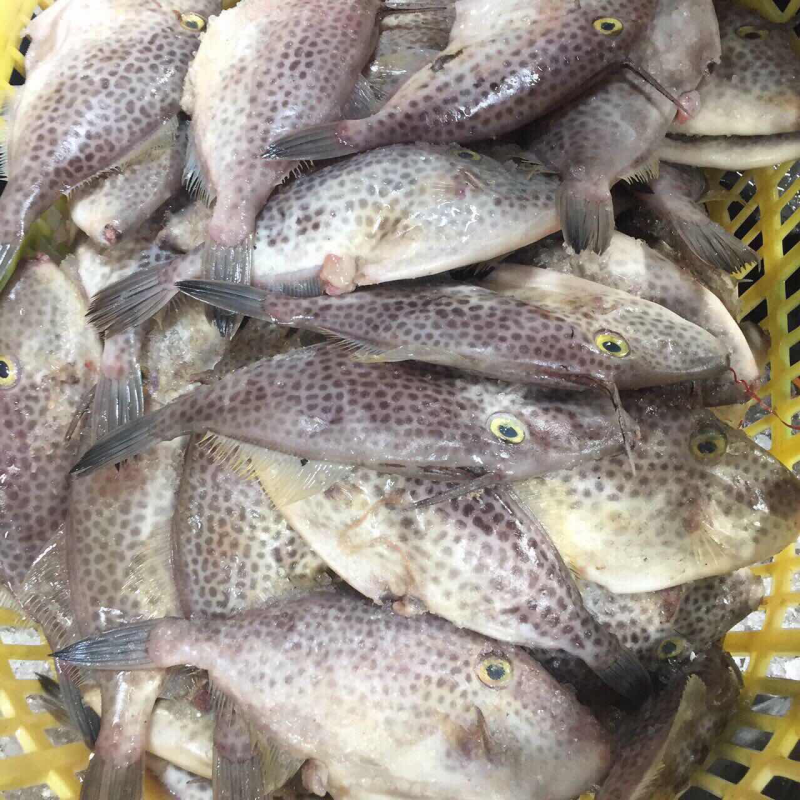 海虾，扒皮鱼、龙虾等产品