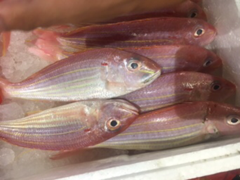 红杉鱼批发，深海金线鱼，金丝棕鱼，