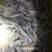 生鲜鱿鱼，兔子鱿，深海鱿鱼，鱿鱼仔，