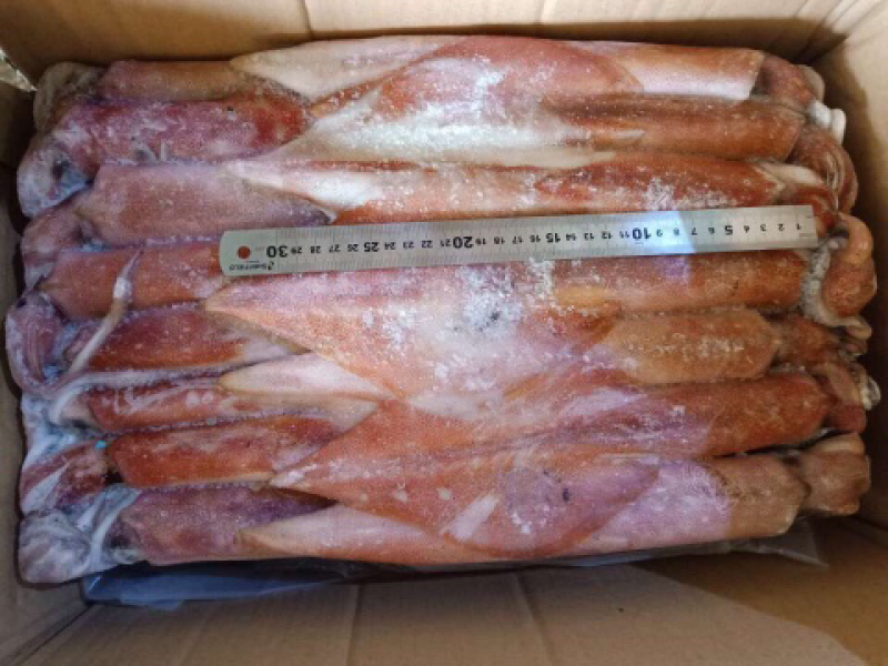 吊鱿鱼，船冻鱿鱼，深海灯光鱿鱼，冰鲜鱿鱼批发