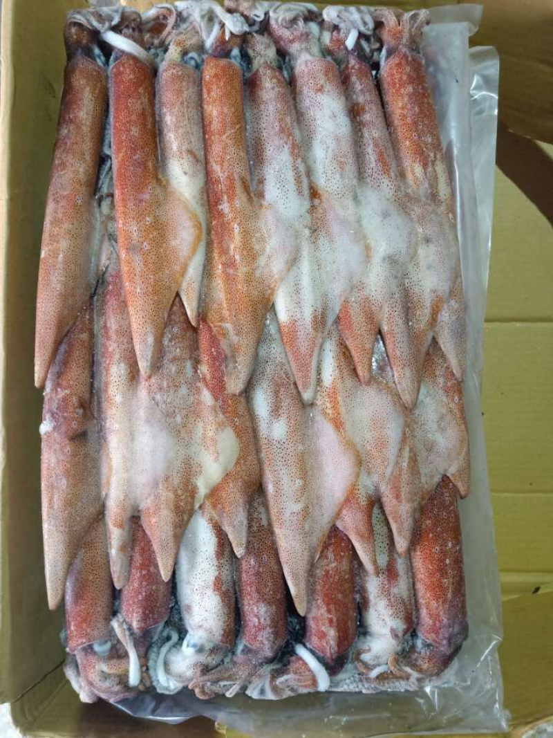 吊鱿鱼，船冻鱿鱼，深海灯光鱿鱼，冰鲜鱿鱼批发