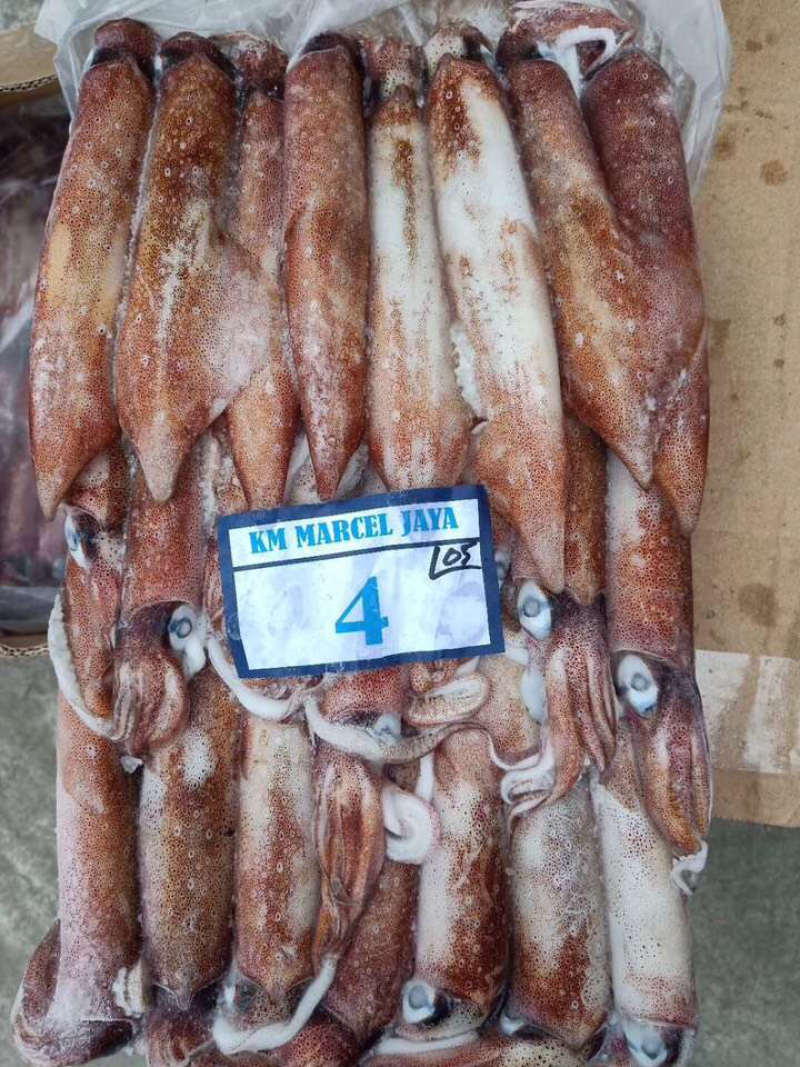 吊鱿鱼，船冻鱿鱼，深海灯光鱿鱼，冰鲜鱿鱼批发