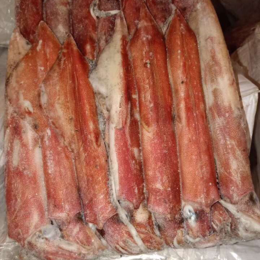 吊鱿鱼，船冻鱿鱼，深海灯光鱿鱼，冰鲜鱿鱼批发