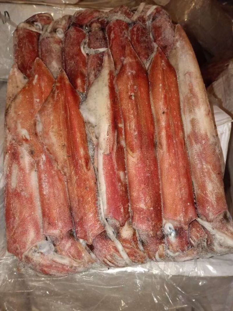 吊鱿鱼，船冻鱿鱼，深海灯光鱿鱼，冰鲜鱿鱼批发