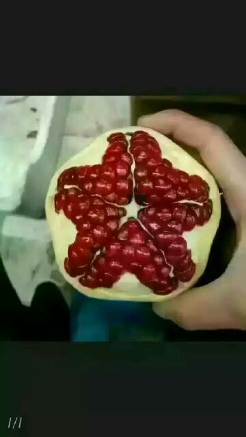 临潼石榴3两~5两