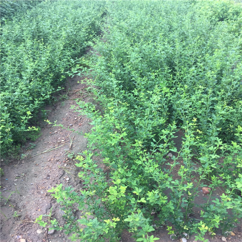 枸橘苗绿化工程篱笆用量大优惠包成活