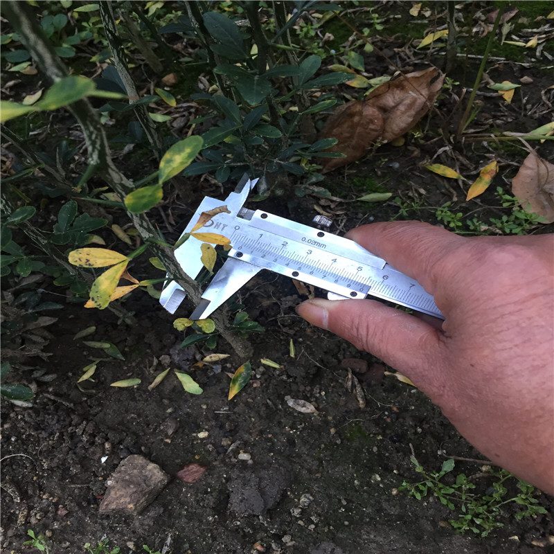 枸橘苗绿化工程篱笆用量大优惠包成活